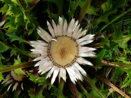 Krasovlas bezbyľový (Carlina acaulis)